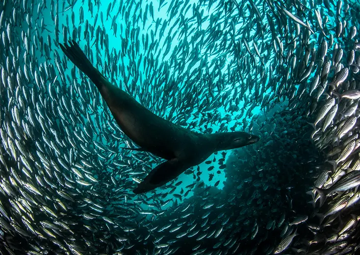 Seal swimming with a school of fish in the background.