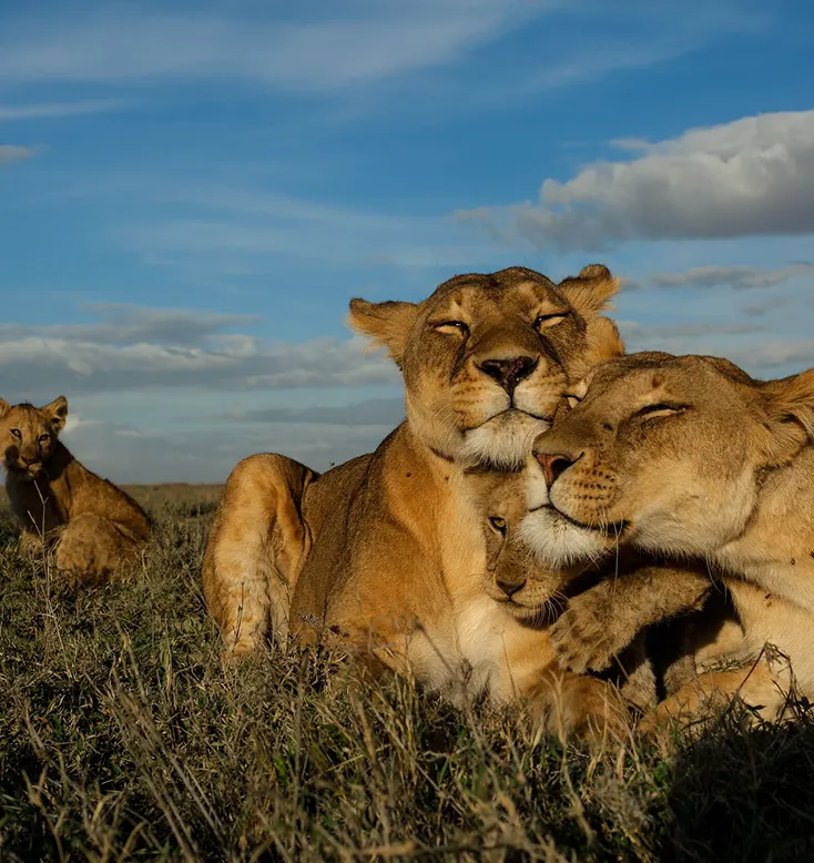 Pride of lions in the wild.